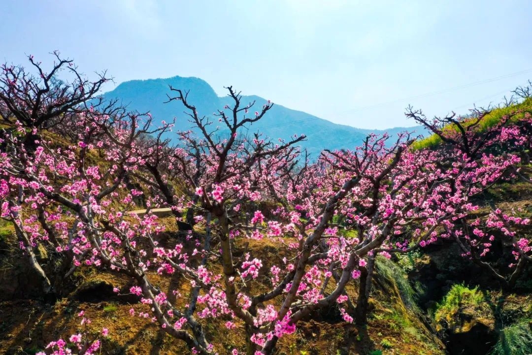 务本桃花3.jpg