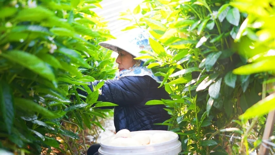 插入的图片