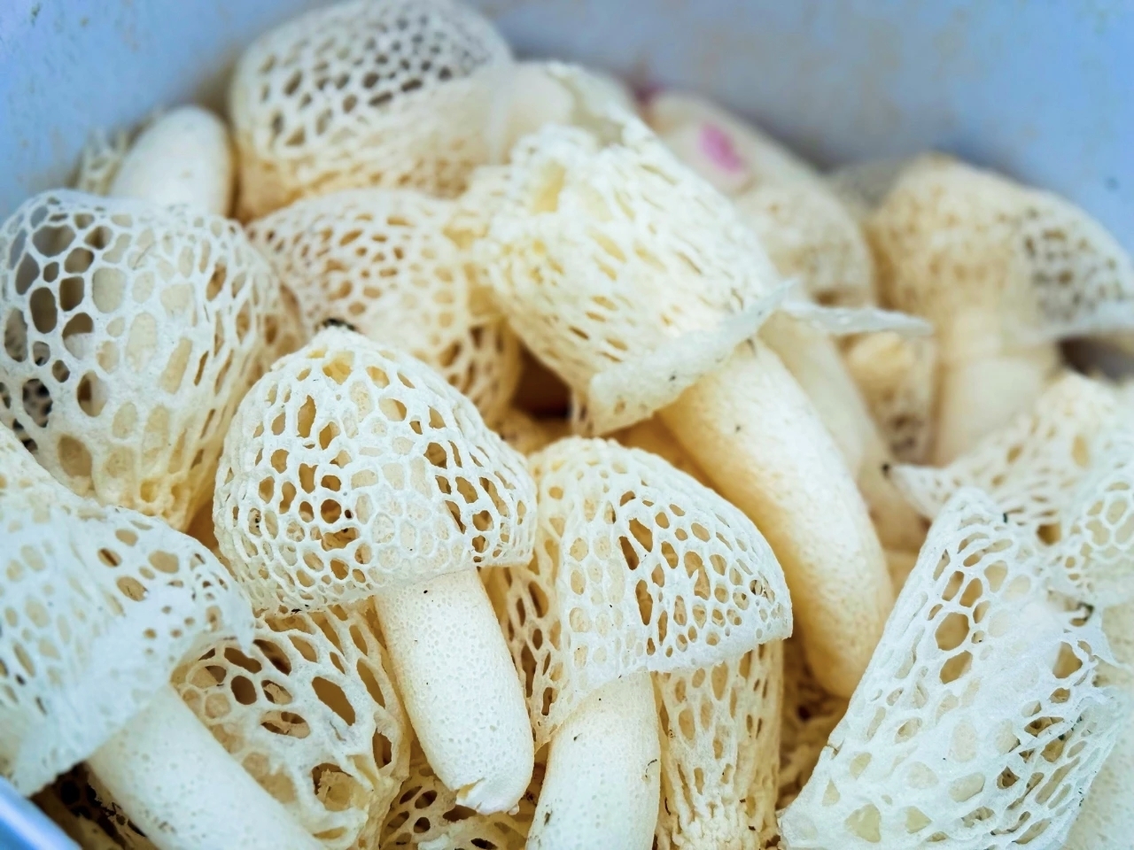 插入的图片